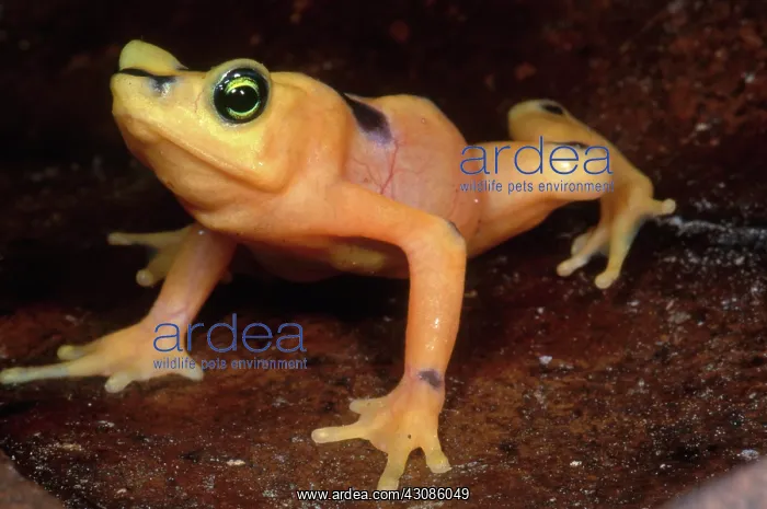 : Golden Harlequin Frog : Golden Harlequin Frog