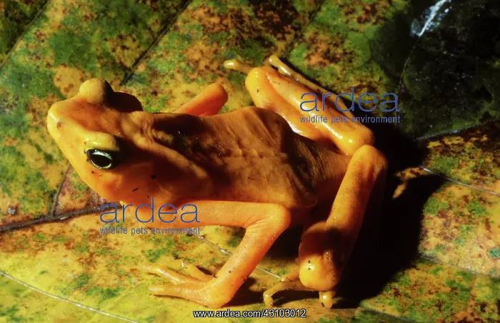 : Golden Harlequin Frog : Golden Harlequin Frog