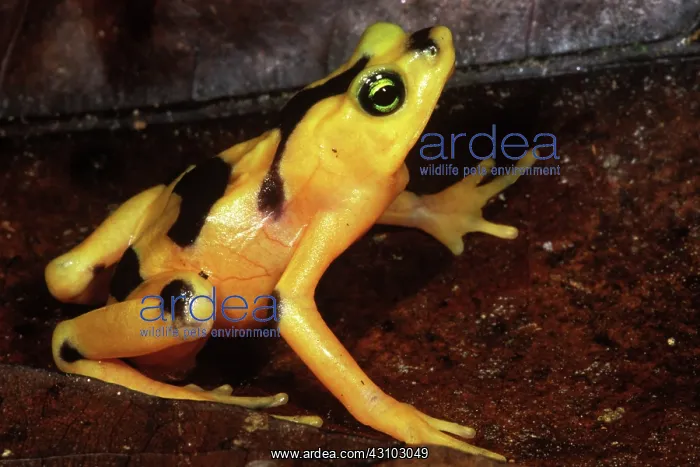 : Golden Harlequin Frog : Golden Harlequin Frog