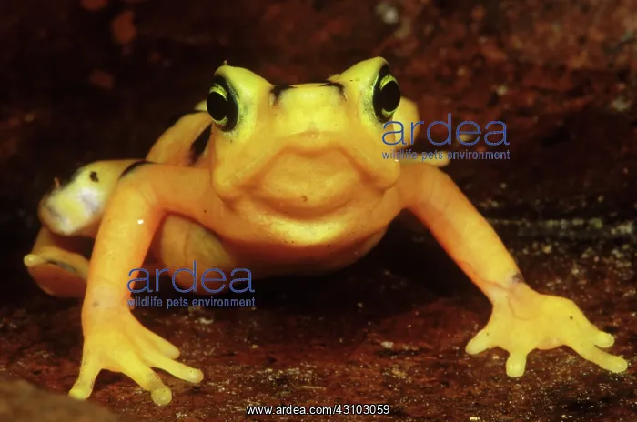 : Golden Harlequin Frog : Golden Harlequin Frog