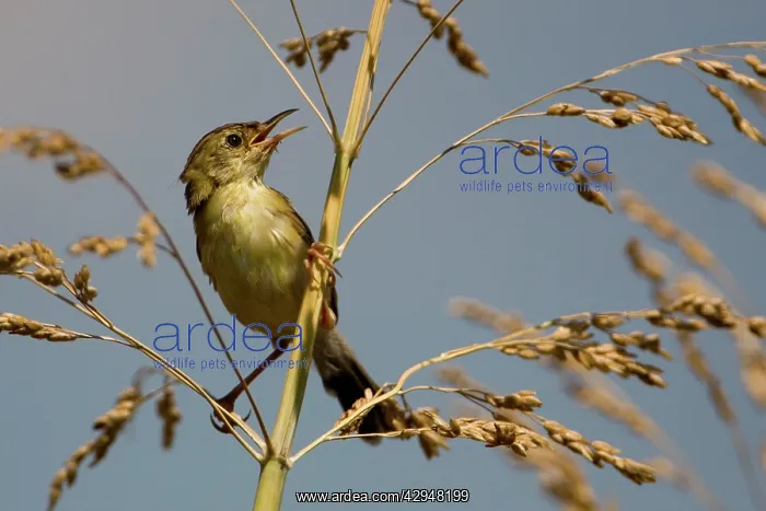 : Golden-headed Cisticola : Golden-headed Cisticola