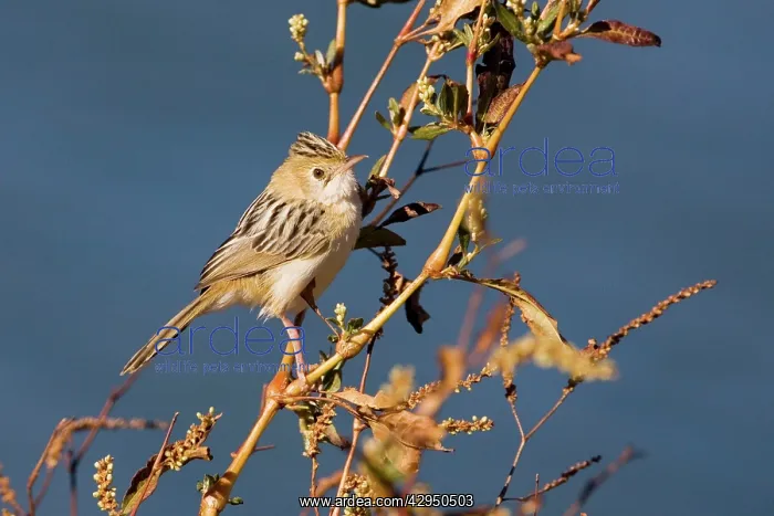 : Golden-headed Cisticola : Golden-headed Cisticola
