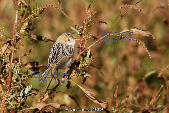 : Golden-headed Cisticola : Golden-headed Cisticola