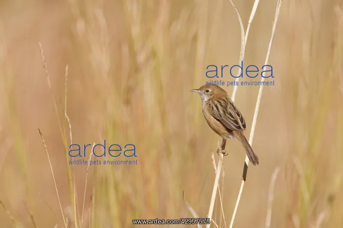 : Golden-headed Cisticola : Golden-headed Cisticola