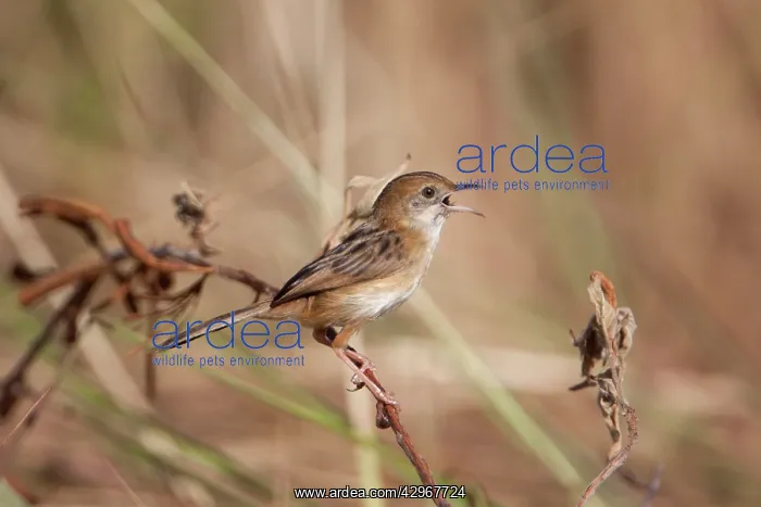: Golden-headed Cisticola : Golden-headed Cisticola