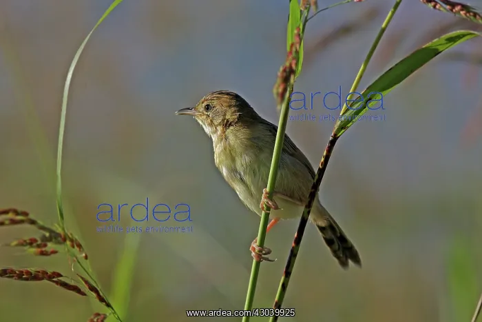 : Golden-headed Cisticola : Golden-headed Cisticola