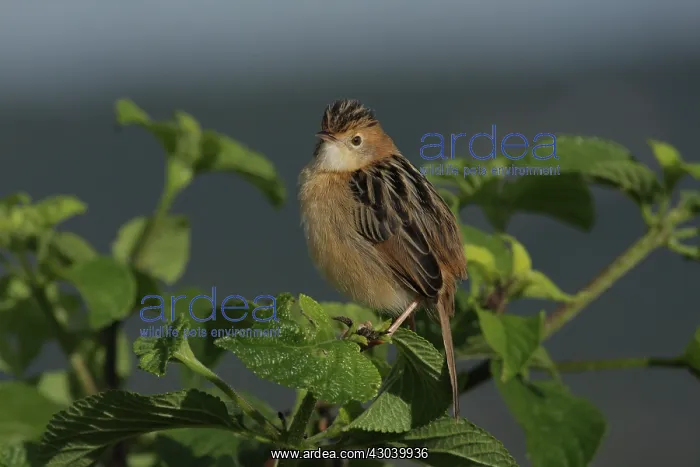 : Golden-headed Cisticola : Golden-headed Cisticola