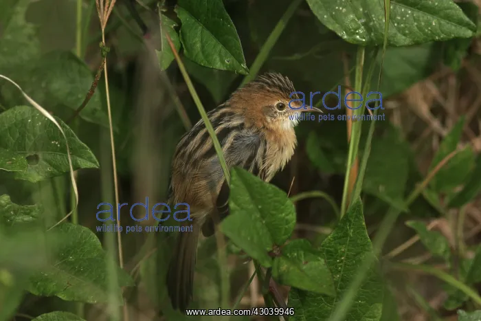 : Golden-headed Cisticola : Golden-headed Cisticola