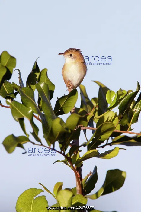 : Golden-headed Cisticola - female : Golden-headed Cisticola - female