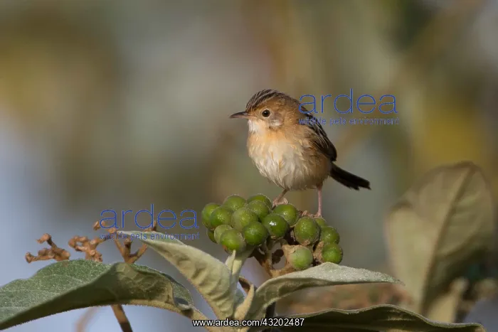 : Golden-headed Cisticola - At Hasties Swamp - Atherton : Golden-headed Cisticola - At Hasties Swamp - Atherton