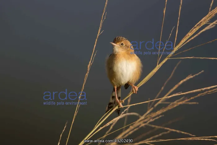 : Golden-headed Cisticola - At Hasties Swamp - Atherton : Golden-headed Cisticola - At Hasties Swamp - Atherton