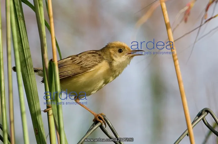 : Golden-headed Cisticola male : Golden-headed Cisticola male