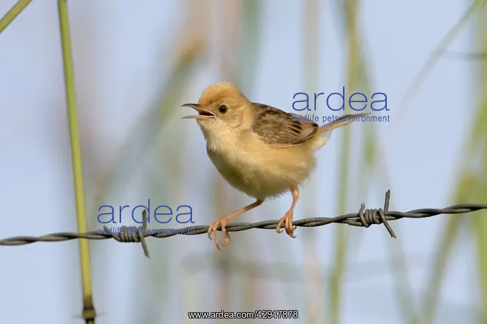 : Golden-headed Cisticola male calling : Golden-headed Cisticola male calling