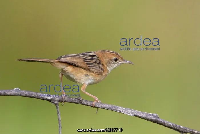 : Golden-headed Cisticola - perched on a twig : Golden-headed Cisticola - perched on a twig