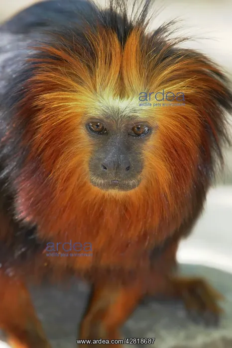 : Golden-Headed Lion Tamarin : Golden-Headed Lion Tamarin