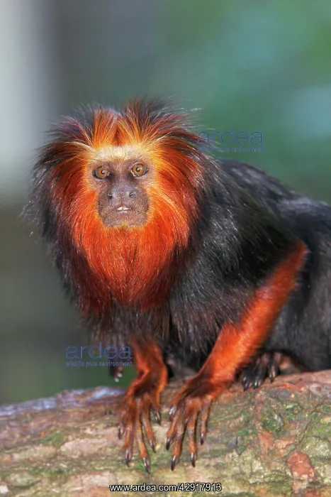 : Golden-headed Lion Tamarin : Golden-headed Lion Tamarin