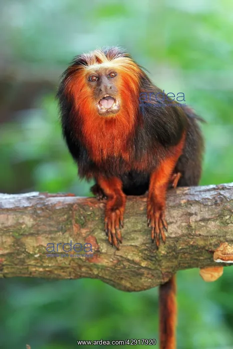 : Golden-headed Lion Tamarin : Golden-headed Lion Tamarin