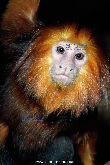 : Golden-headed Lion Tamarin : Golden-headed Lion Tamarin