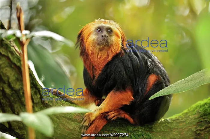  : Golden-headed Lion Tamarin