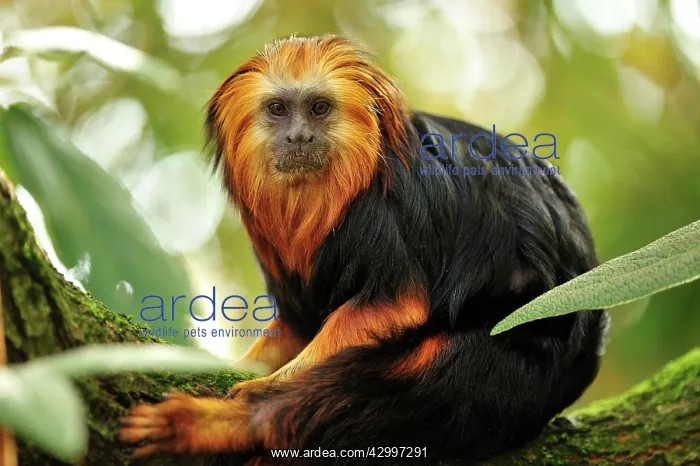  : Golden-headed Lion Tamarin