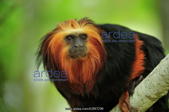 : Golden-headed Lion Tamarin : Golden-headed Lion Tamarin