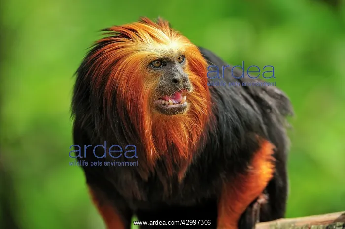 : Golden-headed Lion Tamarin : Golden-headed Lion Tamarin