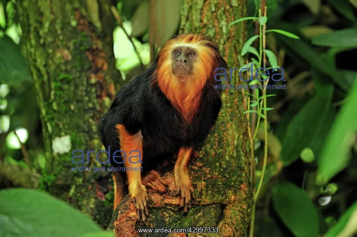 : Golden-headed Lion Tamarin : Golden-headed Lion Tamarin