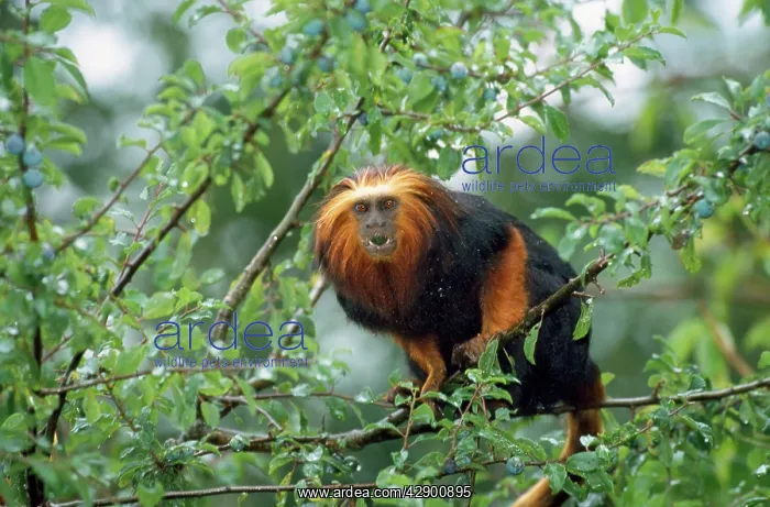 : Golden-headed lion TAMARIN / Gold and Black Lion : Golden-headed lion TAMARIN / Gold and Black Lion