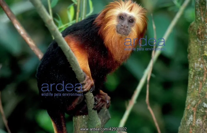 : Golden-headed lion TAMARIN / Gold and Black Lion : Golden-headed lion TAMARIN / Gold and Black Lion