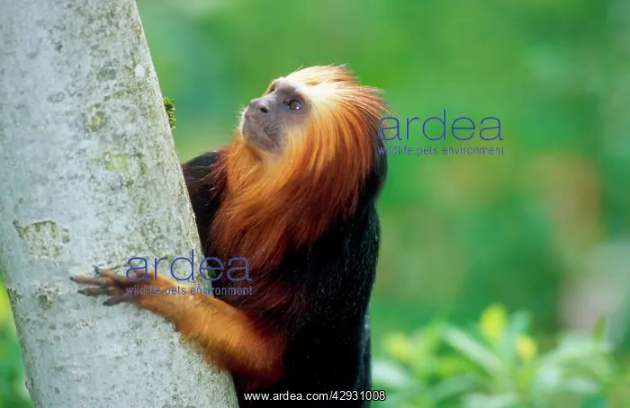 : Golden-headed lion TAMARIN / Gold and Black Lion : Golden-headed lion TAMARIN / Gold and Black Lion