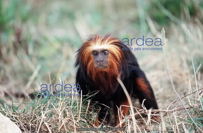 : Golden-headed lion TAMARIN / Gold and Black Lion : Golden-headed lion TAMARIN / Gold and Black Lion