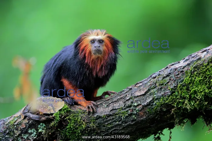 : Golden-headed lion tamarin (Leontopithecus chrysomelas) : Golden-headed lion tamarin (Leontopithecus chrysomelas)