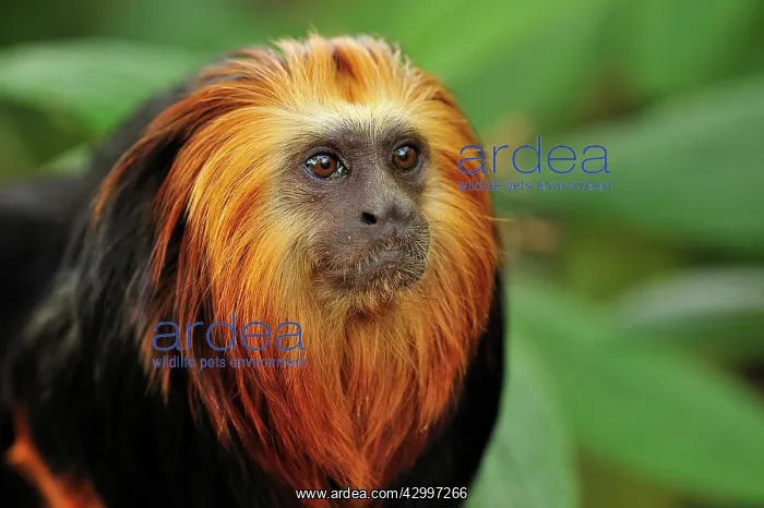 : Golden-headed Lion Tamarin - portrait : Golden-headed Lion Tamarin - portrait
