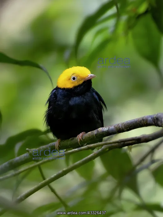 : Golden-headed Manakin (Ceratopipra erythrocephala), Peru : Golden-headed Manakin (Ceratopipra erythrocephala), Peru