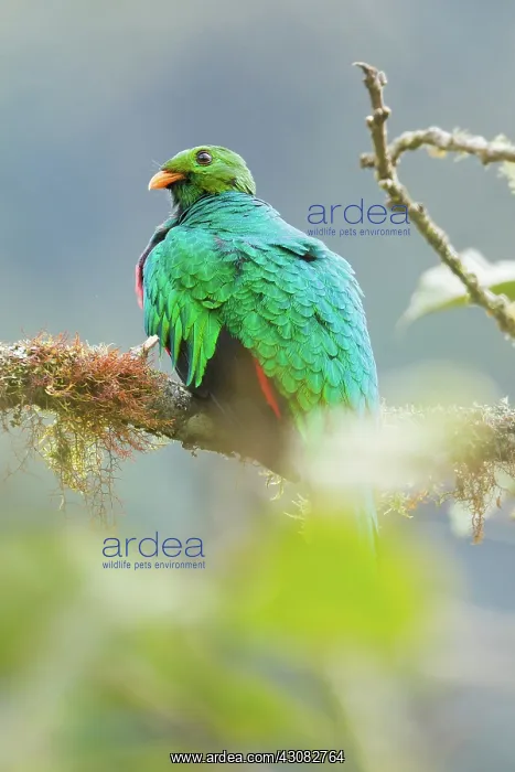 : Golden-headed Quetzal : Golden-headed Quetzal