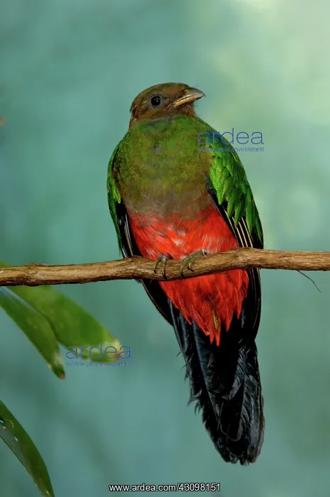 : Golden-Headed Quetzal : Golden-Headed Quetzal