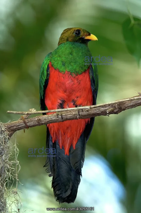 : Golden-Headed Quetzal : Golden-Headed Quetzal