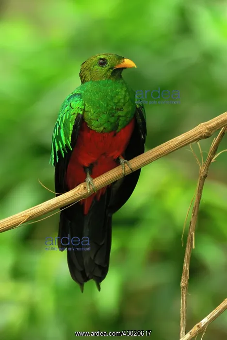 : Golden-headed Quetzal controlled conditions : Golden-headed Quetzal controlled conditions