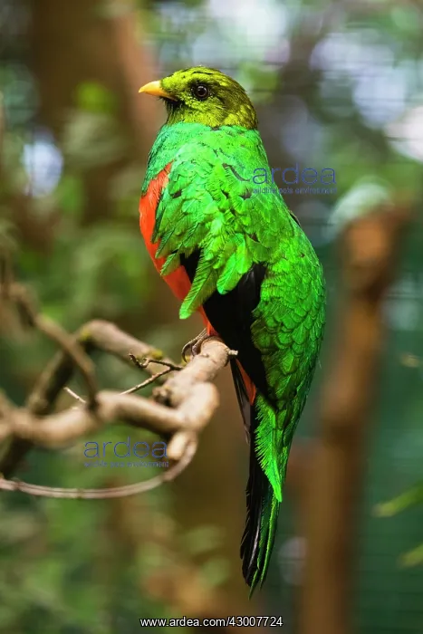 : Golden-headed Quetzal, male perched on branch, controlled : Golden-headed Quetzal, male perched on branch, controlled