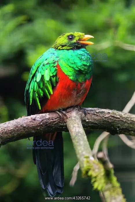 : Golden - headed Quetzal, male perched on branch : Golden - headed Quetzal, male perched on branch