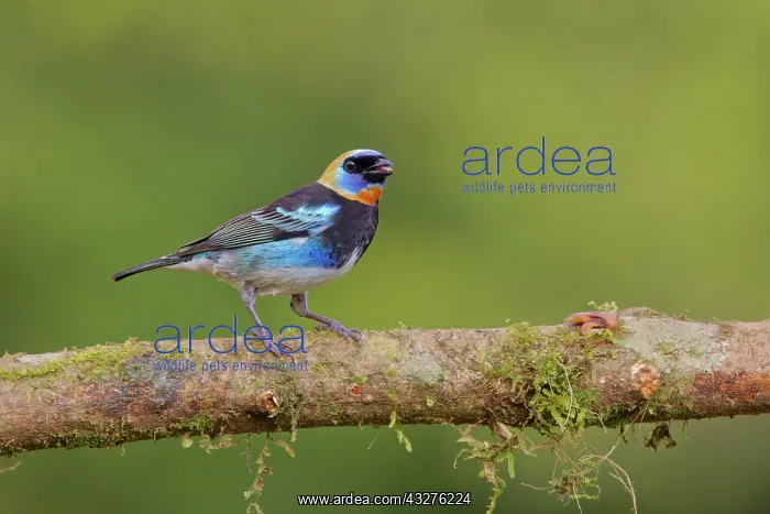 : Golden Headed Tanager Stilpnia larvata Boco Tapada, Costa Ri : Golden Headed Tanager Stilpnia larvata Boco Tapada, Costa Ri