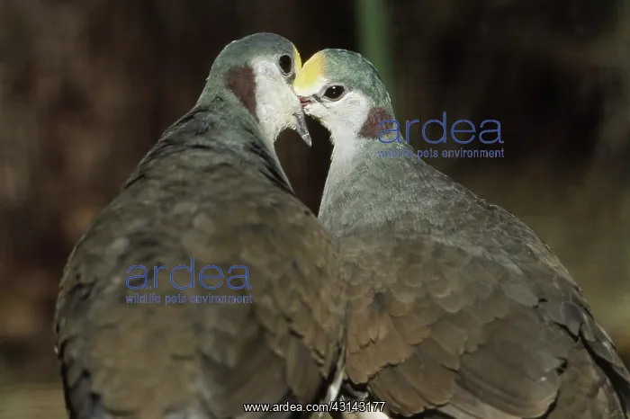 : Golden-heart Pigeons : Golden-heart Pigeons