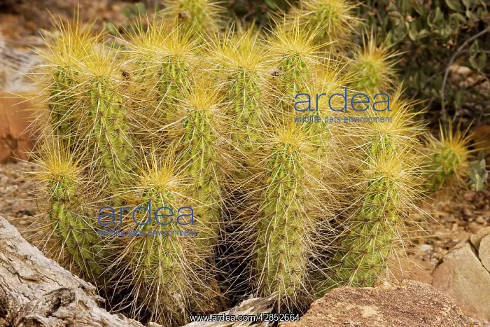 : Golden Hedgehog Cactus : Golden Hedgehog Cactus