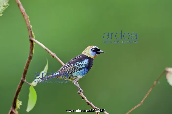 : Golden-hooded Tanager : Golden-hooded Tanager