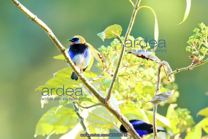 : Golden-hooded Tanager : Golden-hooded Tanager