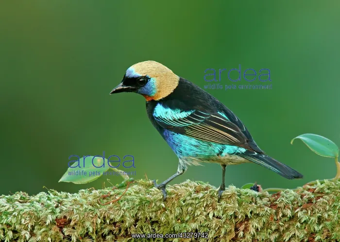 : Golden-hooded Tanagers (Tangara larvata) sits on : Golden-hooded Tanagers (Tangara larvata) sits on