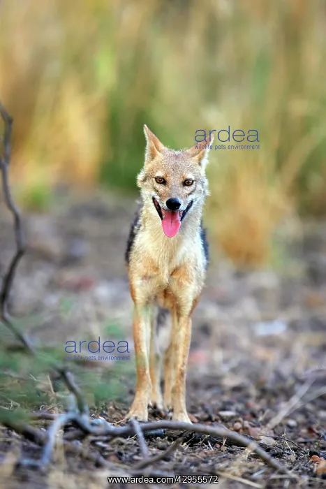 : Golden Jackal : Golden Jackal
