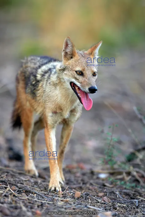 : Golden Jackal : Golden Jackal