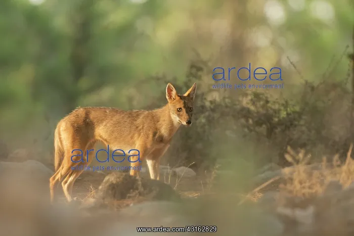 : Golden Jackal : Golden Jackal
