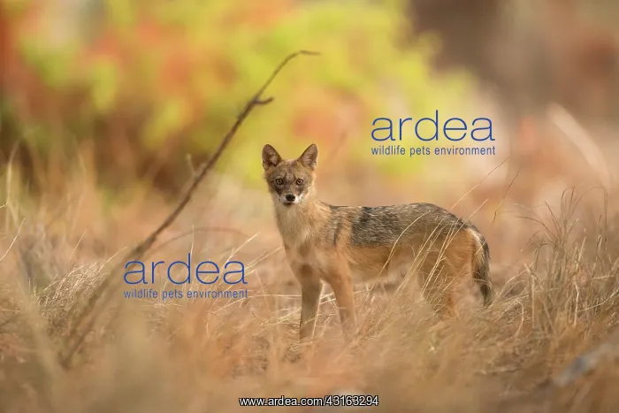 : Golden Jackal : Golden Jackal